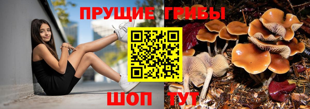 Галлюциногенные грибы Psilocybe Тверь